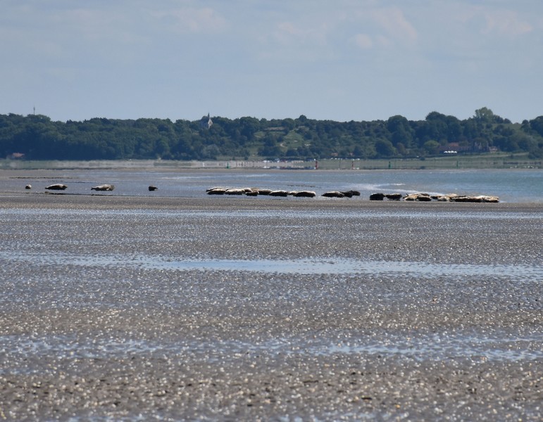 6 La Baie de Somme_02.jpg